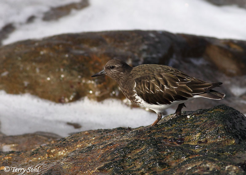 Black Turnstone - Arenaria melanocephala