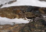 Black Turnstone - Arenaria melanocephala