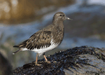 Black Turnstone - Arenaria melanocephala