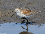 Dunlin 10 - Calidris alpina
