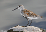 Dunlin 3 - Calidris alpina