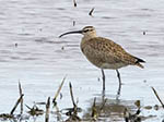Hudsonian Whimbrel 1 - Numenius hudsonica