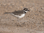 Killdeer 10 - Charadrius vociferus