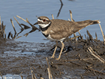 Killdeer 14 - Charadrius vociferus
