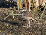 Killdeer 23 - Charadrius vociferus