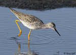 Lesser Yellowlegs 10 - Tringa flavipes