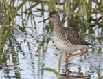 Lesser Yellowlegs 11 - Tringa flavipes