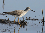 Lesser Yellowlegs 12 - Tringa flavipes