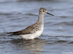 Lesser Yellowlegs 13 - Tringa flavipes