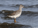 Lesser Yellowlegs 14 - Tringa flavipes