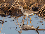 Lesser Yellowlegs 15 - Tringa flavipes
