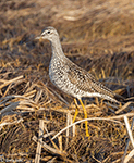 Lesser Yellowlegs 16 - Tringa flavipes