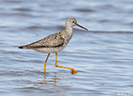 Lesser Yellowlegs 17 - Tringa flavipes