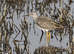 Lesser Yellowlegs 18 - Tringa flavipes