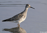 Lesser Yellowlegs 19 - Tringa flavipes