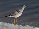 Lesser Yellowlegs 20 - Tringa flavipes