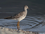 Lesser Yellowlegs 21 - Tringa flavipes