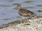 Lesser Yellowlegs 22 - Tringa flavipes