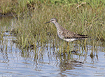 Lesser Yellowlegs 23 - Tringa flavipes