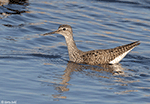 Lesser Yellowlegs 26 - Tringa flavipes