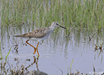 Lesser Yellowlegs 27 - Tringa flavipes
