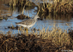 Lesser Yellowlegs 3 - Tringa flavipes