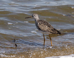 Lesser Yellowlegs 4 - Tringa flavipes