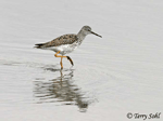 Lesser Yellowlegs 5 - Tringa flavipes