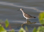 Lesser Yellowlegs 6 - Tringa flavipes
