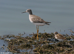 Lesser Yellowlegs 7 - Tringa flavipes