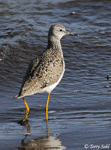 Lesser Yellowlegs 9 - Tringa flavipes