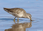 Long-billed Dowitcher 11 - Limnodromus scolopaceus