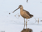 Long-billed Dowitcher 13 - Limnodromus scolopaceus
