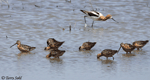Long-billed Dowitcher 7 - Limnodromus scolopaceus