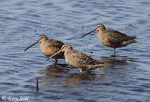 Long-billed Dowitcher 9 - Limnodromus scolopaceus