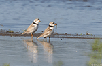 Piping Plover 10 - Charadrius melodus
