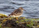 Purple Sandpiper - Calidris maritima
