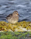 Purple Sandpiper - Calidris maritima
