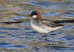 Red-necked Phalarope 2 - Phalaropus lobatus