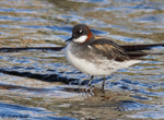 Red-necked Phalarope 3 - Phalaropus lobatus