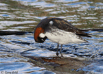 Red-necked Phalarope 4 - Phalaropus lobatus