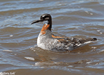 Red-necked Phalarope 5 - Phalaropus lobatus