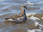 Red-necked Phalarope 7 - Phalaropus lobatus