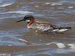 Red-necked Phalarope 8 - Phalaropus lobatus