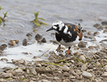 Ruddy Turnstone 10 - Arenaria interpres