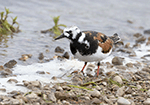 Ruddy Turnstone 11 - Arenaria interpres