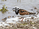 Ruddy Turnstone 12 - Arenaria interpres