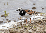 Ruddy Turnstone 13 - Arenaria interpres