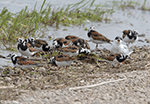Ruddy Turnstone 14 - Arenaria interpres