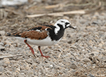 Ruddy Turnstone 15 - Arenaria interpres